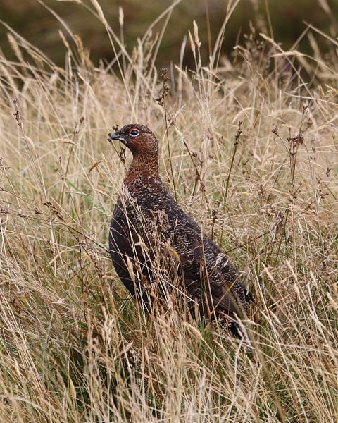 Red Grouse, Lecht Ski Station. 17th Oct 2015.