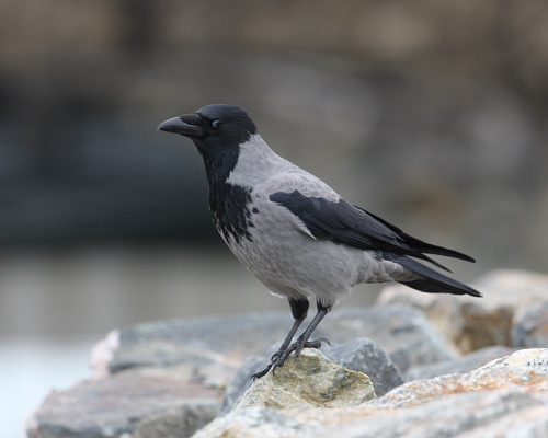 Hooded Crow, Stornoway Harbour, Isle of Lewis. 18th Oct 2015.
