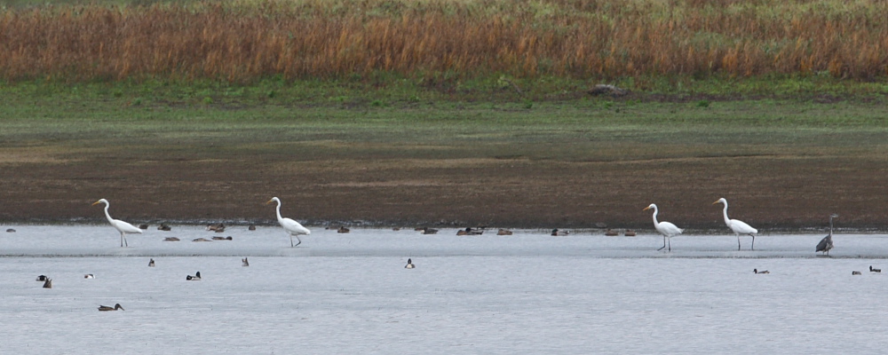 Great White Egrets, Indian Country. 5th Nov 2015.
