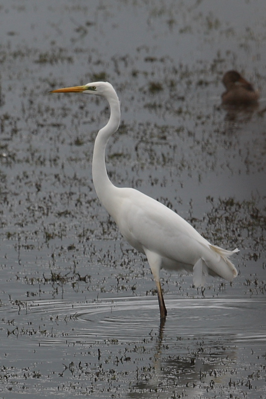 Great White Egret, Pipe Bay. 15th Nov 2015.