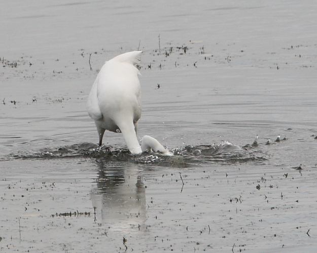 Great White Egret, Cheddar Water. 16th Nov 2015.