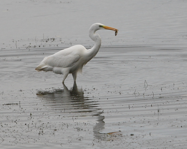 Great White Egret with Perch, Cheddar Water. 16th Nov 2011.