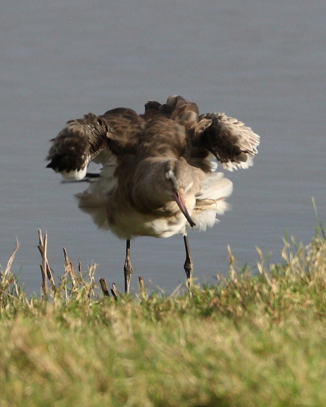 Black-tailed Godwit, RSPB Bowling Green Marsh, Topsham, Devon. 4th Dec 2015.
