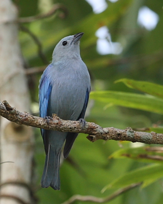 Blue-grey Tanager, Hacienda Jacana, Trinidad. 10th March 2016.