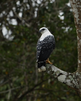 White Hawk, Hacienda Jacana, Trinidad. 10th March 2016.