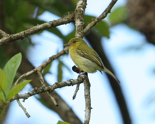 Yellow-breasted Flycatcher, Hacienda Jacana, Trinidad. 11th March 2016.