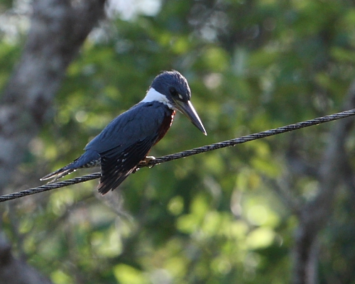 Ringed Kingfisher, Hacienda Jacana, Trinidad. 12th March 2016.