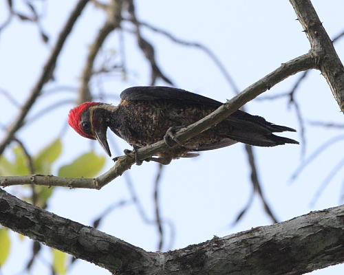 Lineated Woodpecker, Hacienda Jacana, Trinidad. 13th March 2016.