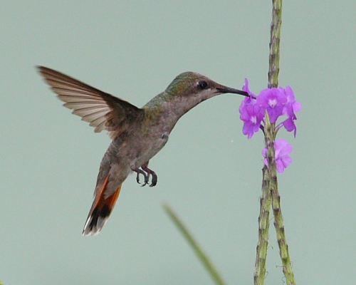 Ruby-topaz Hummingbird, Hacienda Jacana, Trinidad. 13th March 2016.