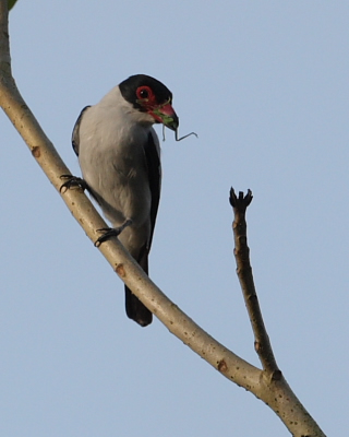 Black-tailed Tityra, Hacienda Jacana, Trinidad. 14th March 2016.