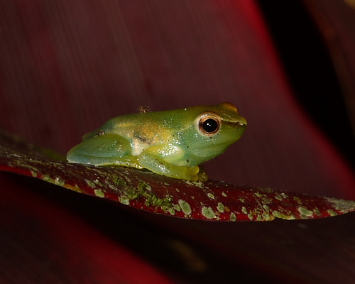 Tree Frog sp., Hacienda Jacana, Trinidad. 15th March 2016.