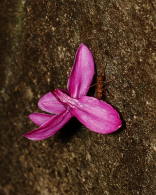 Leaf-cutter Ant, Hacienda Jacana, Trinidad. 15th March 2016.