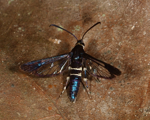 Clearwing Moth sp., Hacienda Jacana, Trinidad. 15th March 2016.