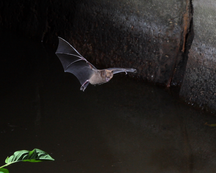 Seba's Short-tailed Bat, Hacienda Jacana, Trinidad. 15th March 2016.