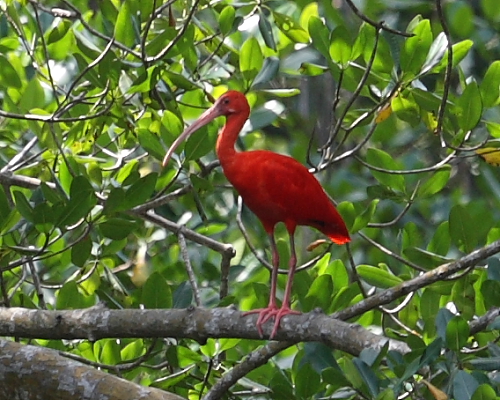Scarlet Ibis, Caroni Swamp, Trinidad. 16th March 2016.