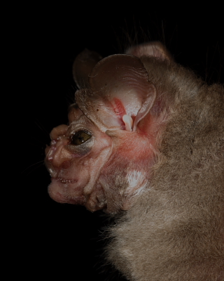 Wrinkle-faced Bat, Nariva Swamp, Trinidad. 18th March 2016.