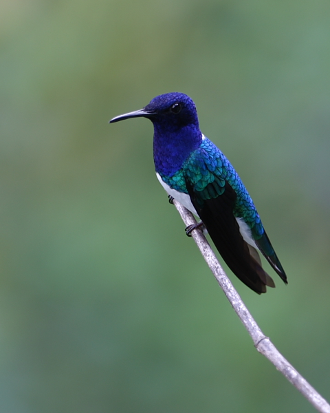Adult Male White-necked Jacobin, Asa Wright Nature Centre, Trinidad. 20th March 2016.