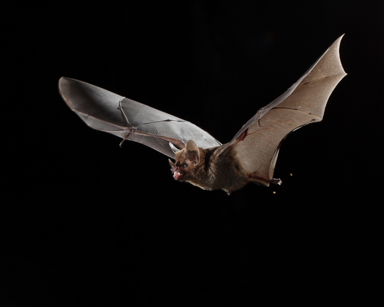 Seba's Short-tailed Bat, Asa Wright Centre, Trinidad. 20th March 2016.
