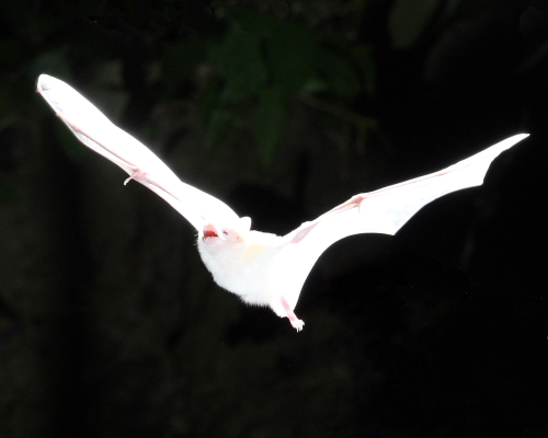 Albino Geoffroy's Hairy-legged Bat, Tamana Hill Cave, Trinidad. 23rd March 2016.