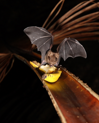 Seba's Short-tailed Fruit Bat, Hacienda Jacana, Trinidad. 23rd March 2016.
