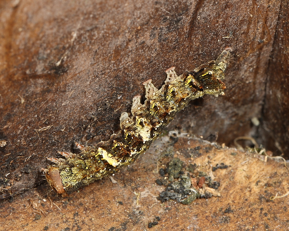 Green-brindled Crescent larva, Mendip Hills. 17th May 2016.