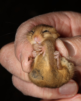 Hazel Dormouse in hand (fur trimmed on right rump for DNA analysis), Mendip Hills. 17th May 2016.