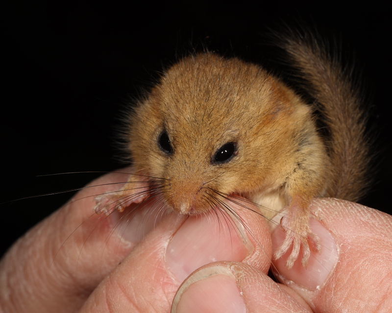 Dormouse awake in the hand, Mendip Hills. 17th May 2016