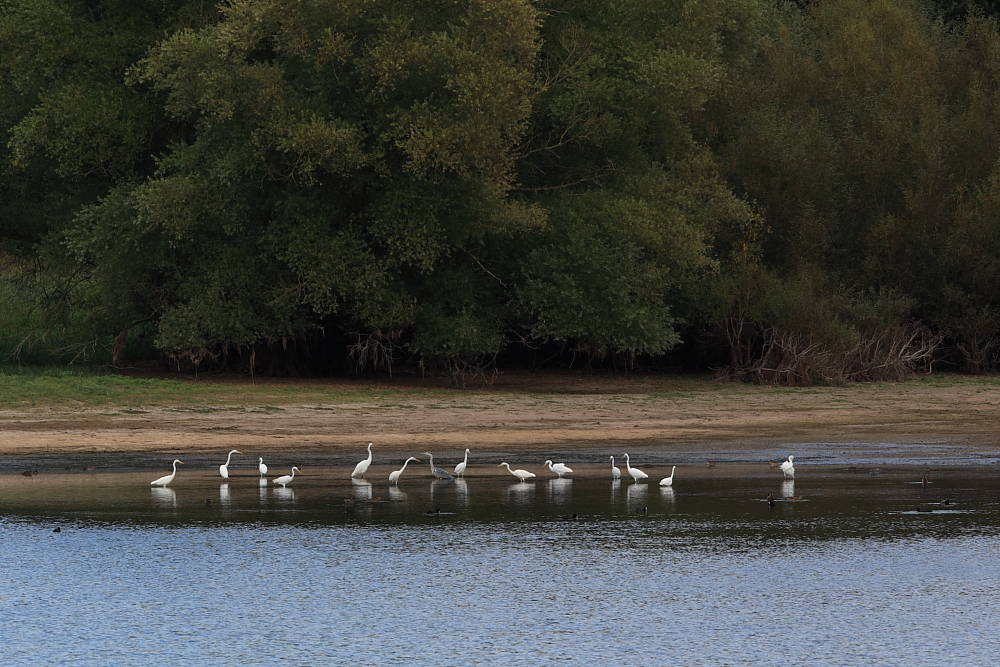 13 Great White Egrets and a Grey Heron for comparison, Butcombe Bay. 6th Oct 2016.