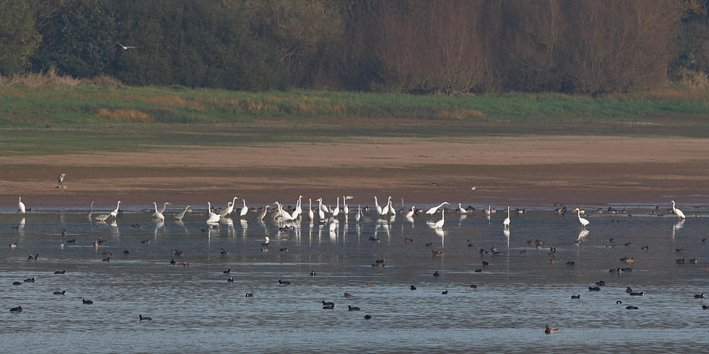 24 Great White Egrets Ardea alba at the fishing festival off Rugmoor. 31st Oct 2016.