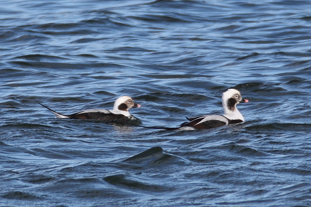 Adult winter male Long-tailed Ducks, Pipe Bay