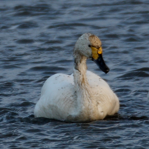 Bewick's Swan By-Brook (left, a pennyface), Holt Bay. 20th Nov 2016.