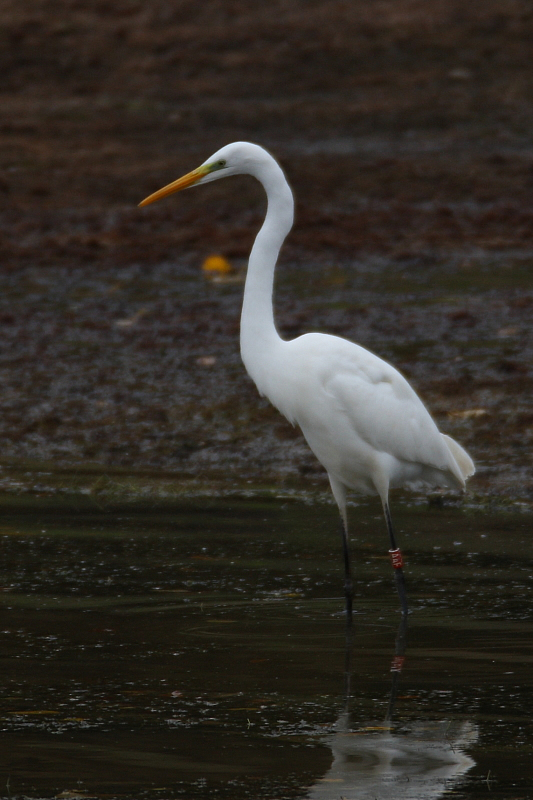 Great White Egret Red AAF, Cheddar Water. 20th Nov 2016.