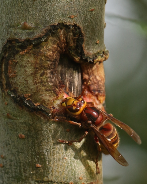 Hornet chewing Willow, The Lodge, 28th August 2020.