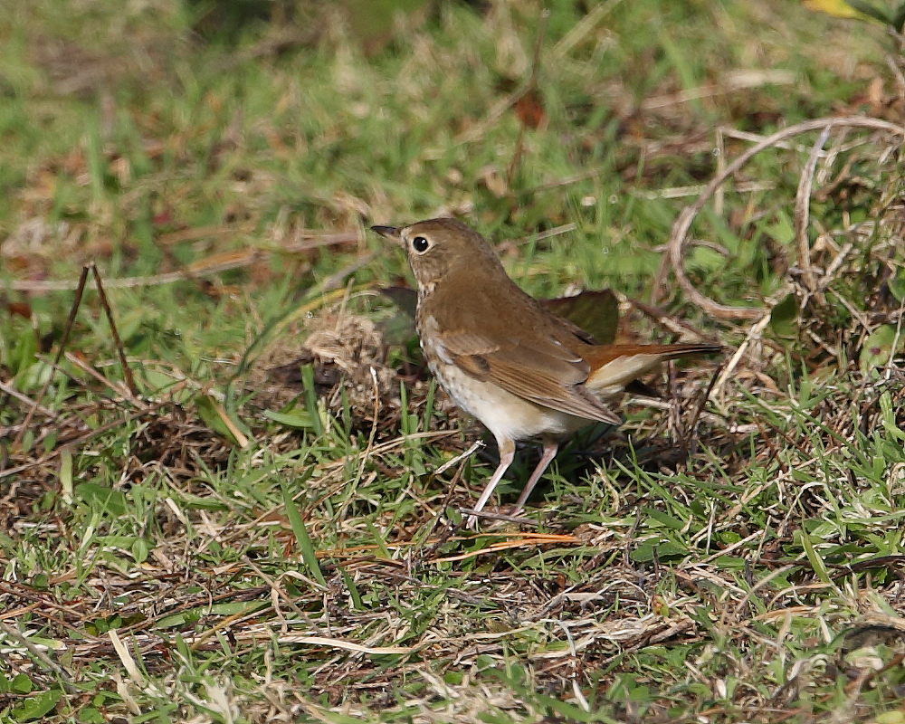 Hermit Thrush, St. Mary's, Isles of Scilly. 2nd Dec 2019.