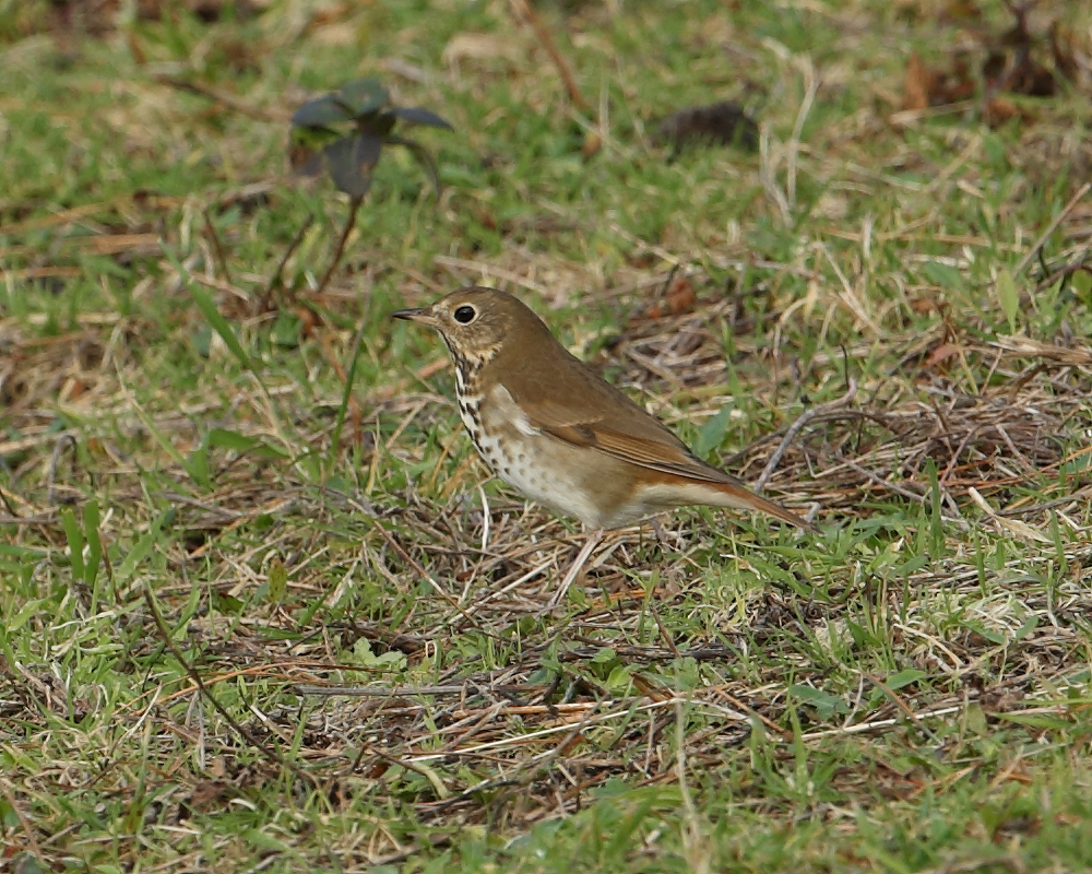 Hermit Thrush, St. Mary's, Isles of Scilly. 2nd Dec 2019.