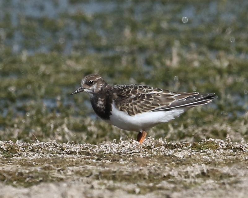 Turnstone, Green Lawn, 22nd August 2020.