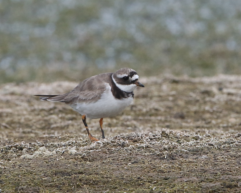 Ringed Plover, Green Lawn, 22nd August 2020.