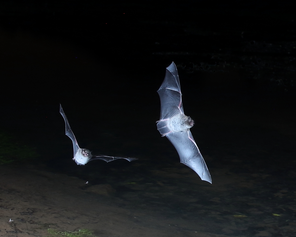 Daubenton's Bat, Litton Reservoir, 23rd August 2020.