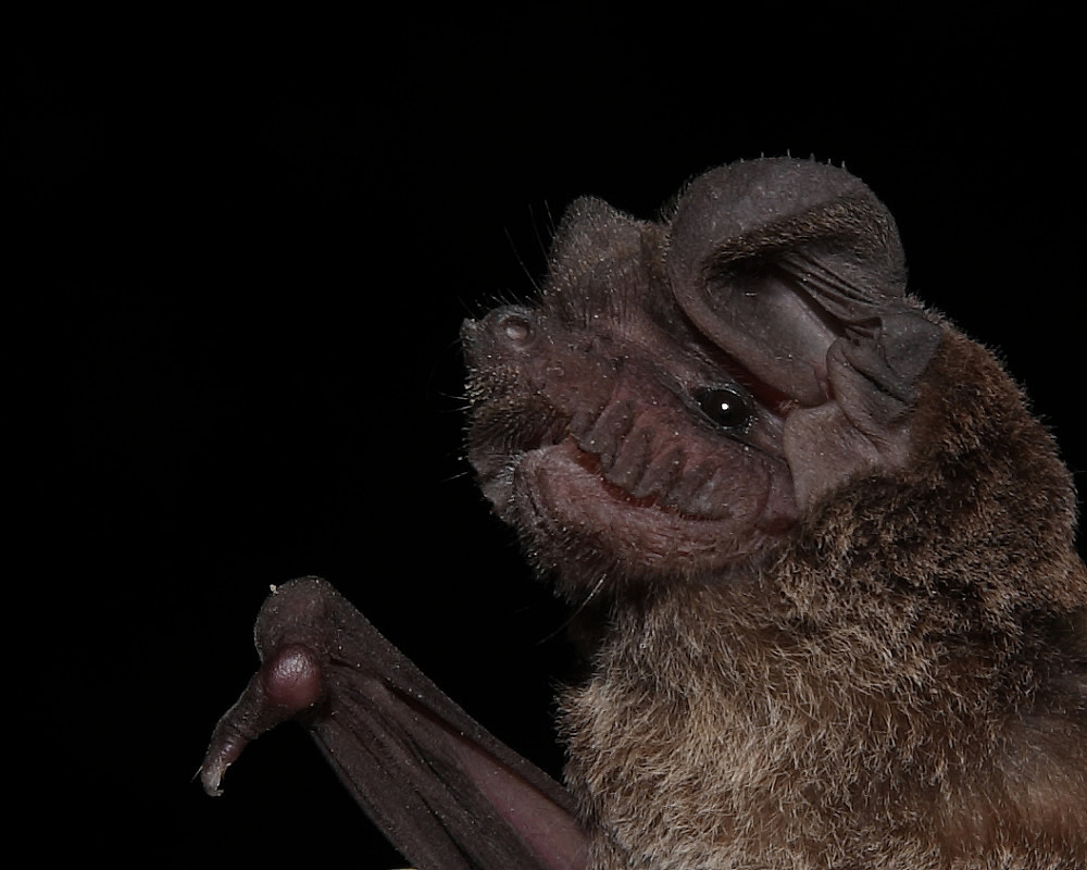 Wrinkle-lipped Bat, Thailand. 25th Nov 2017.