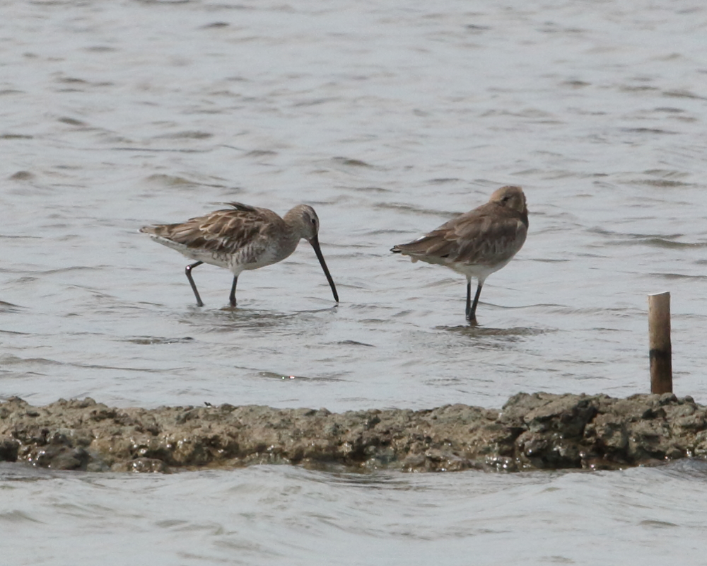 Asian Dowitcher & Black-tailed Godwit, Thailand. 27th Nov 2017.