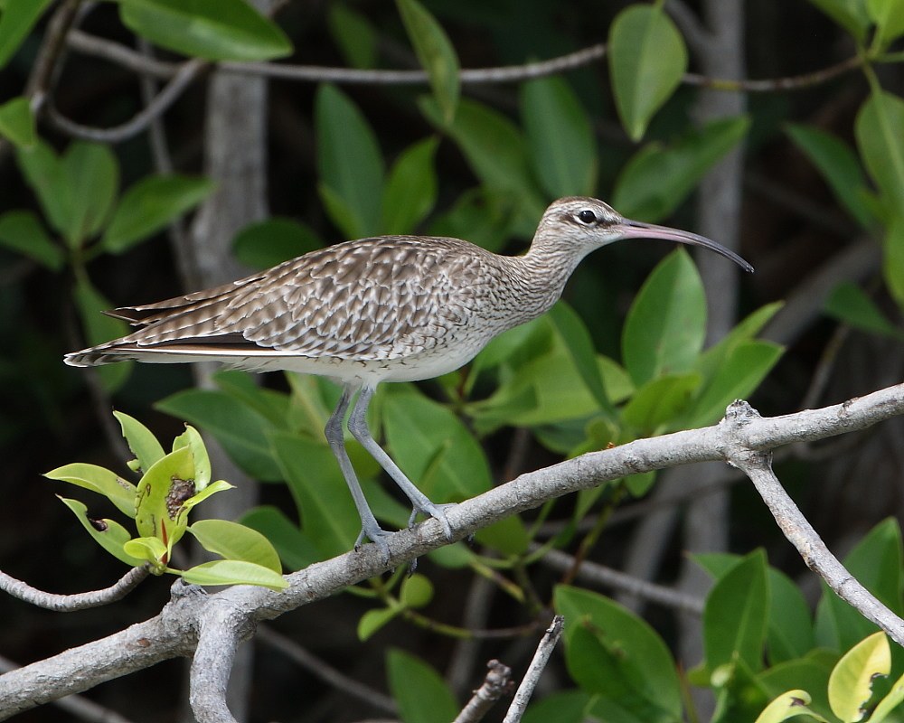 Whimbrel in the Mangroves, Thailand. 27th Nov 2017.
