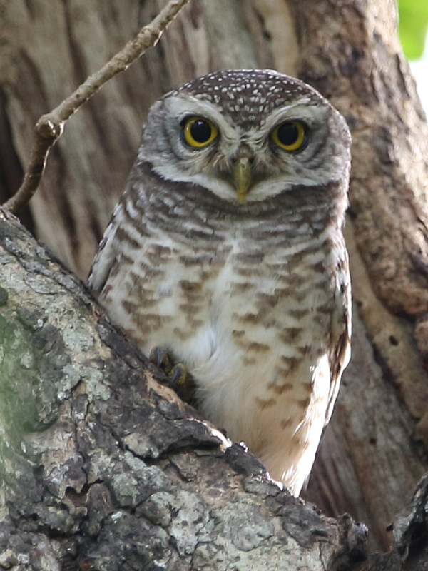 Asian Spotted Owlet, Thailand. 28th Nov 2017.