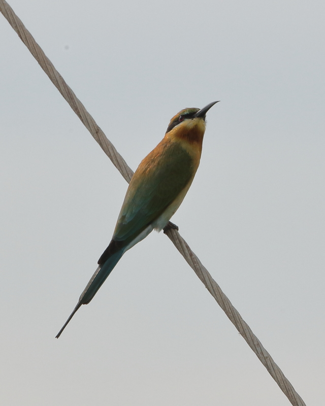 Blue-tailed Bee-eater, Thailand. 28th Nov 2017.