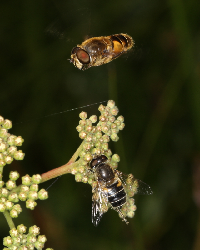 Hoverfly Eristalis nemorum male 'dancing' over female, Top End. 26th June 2022.