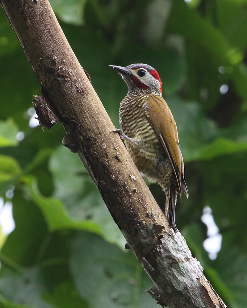 Golden-olive Woodpecker, Hacienda Jacana, Trindad. 8th October 2018.