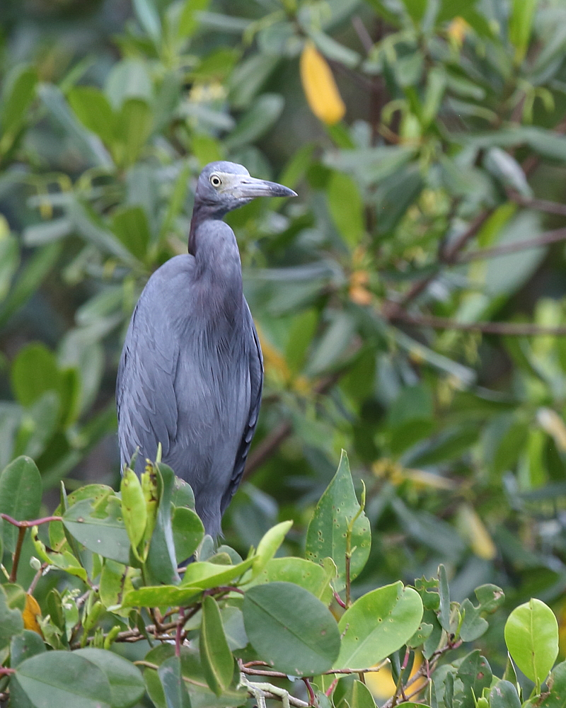 Little Blue Heron, Caroni Swamp, Trinidad. 11th Oct 2018.