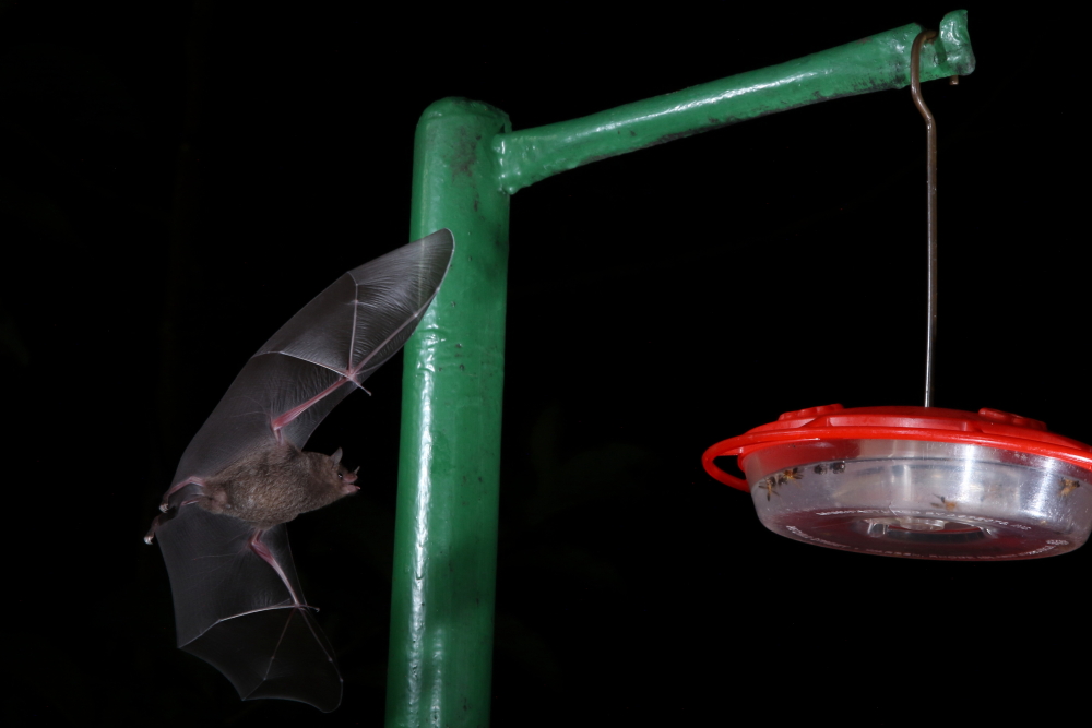 Common Long-tongued Bat, Asa Wright Nature Centre, Trinidad. 12th Oct 2018