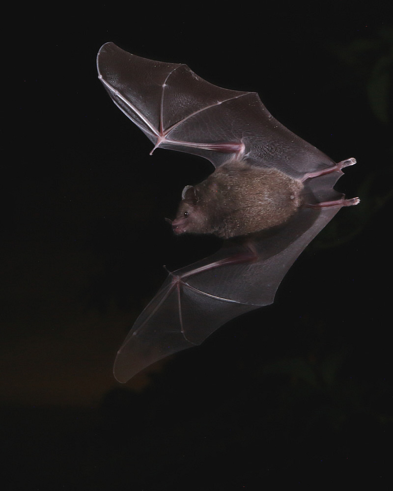 Common Long-tongued Bat, Asa Wright Nature Centre, Trinidad. 12th Oct 2018.