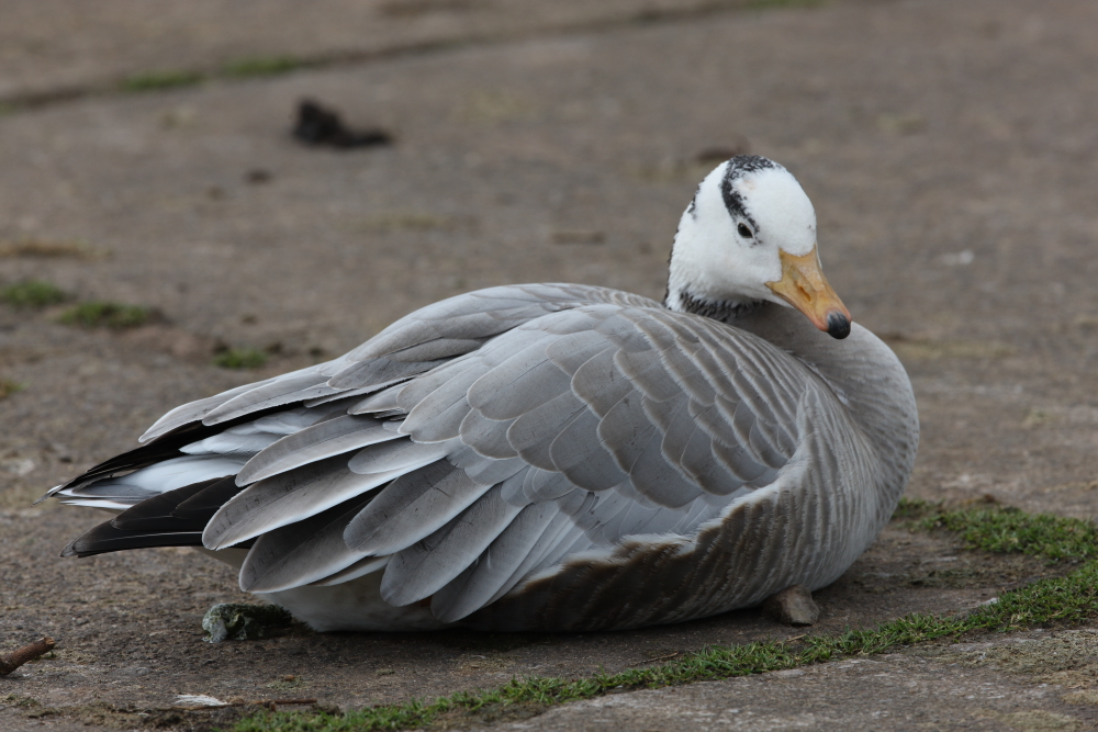 Bar-headed Goose, Chew Valley Lake Picnic Site #1. 13th March 2019.