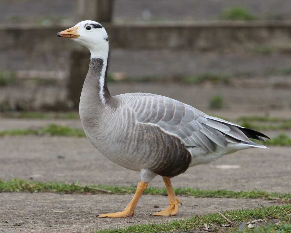 Bar-headed Goose, Chew Valley Lake Picnic Site #1. 13th March 2019.